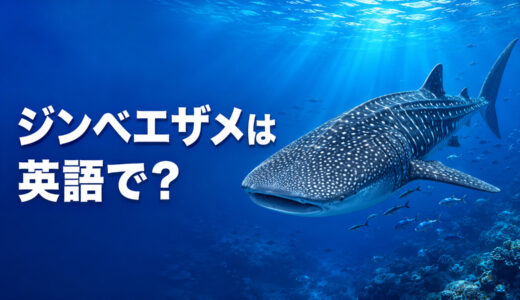 ジンベエザメは英語で？whale sharkの発音・複数形とクジラ・マンタとの違い
