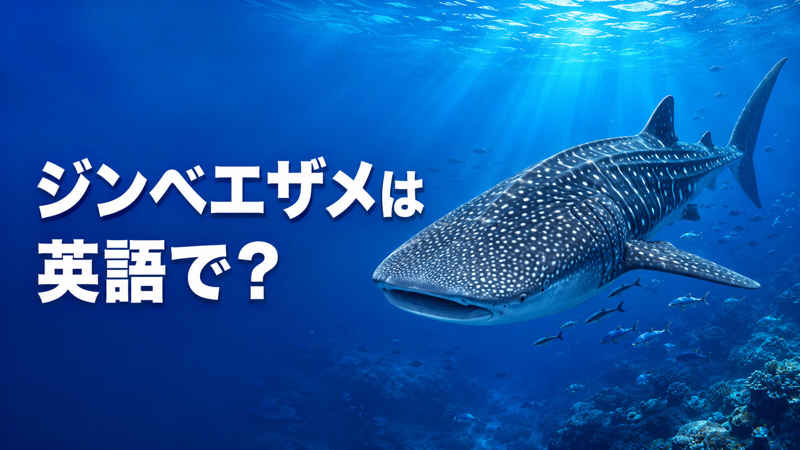 ジンベエザメは英語で？whale sharkの発音・複数形とクジラ・マンタとの違い
