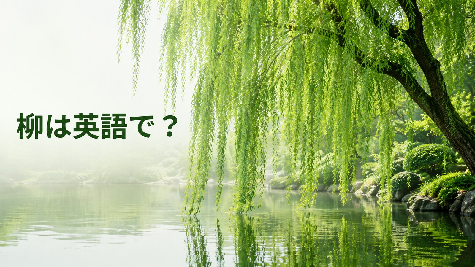 柳は英語で？willow・weeping willowの違い、発音・学名と日本文化の説明