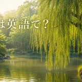 柳を英語で紹介する記事のアイキャッチ
