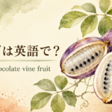 あけびとakebi、chocolate vine fruitのアイキャッチ