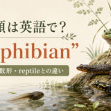 両生類は英語でamphibianと紹介するアイキャッチ画像