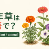 一年草を英語で|annual・biennial・perennialの違い