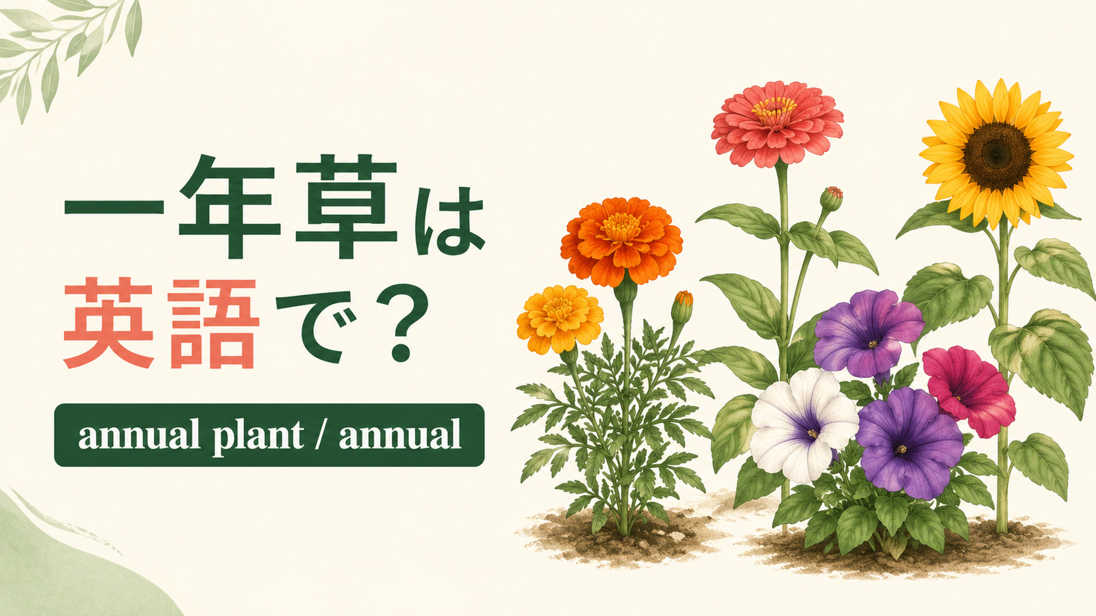 一年草を英語で|annual・biennial・perennialの違い