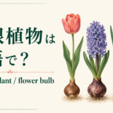 球根植物を英語で｜bulbous plant・flower bulbの違い