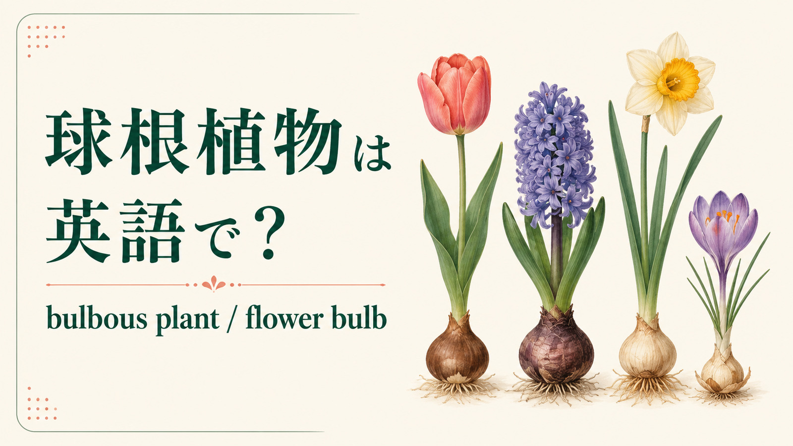 球根植物を英語で|bulbous plant・flower bulbの違い