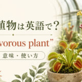 食虫植物は英語でcarnivorous plantと紹介するアイキャッチ画像