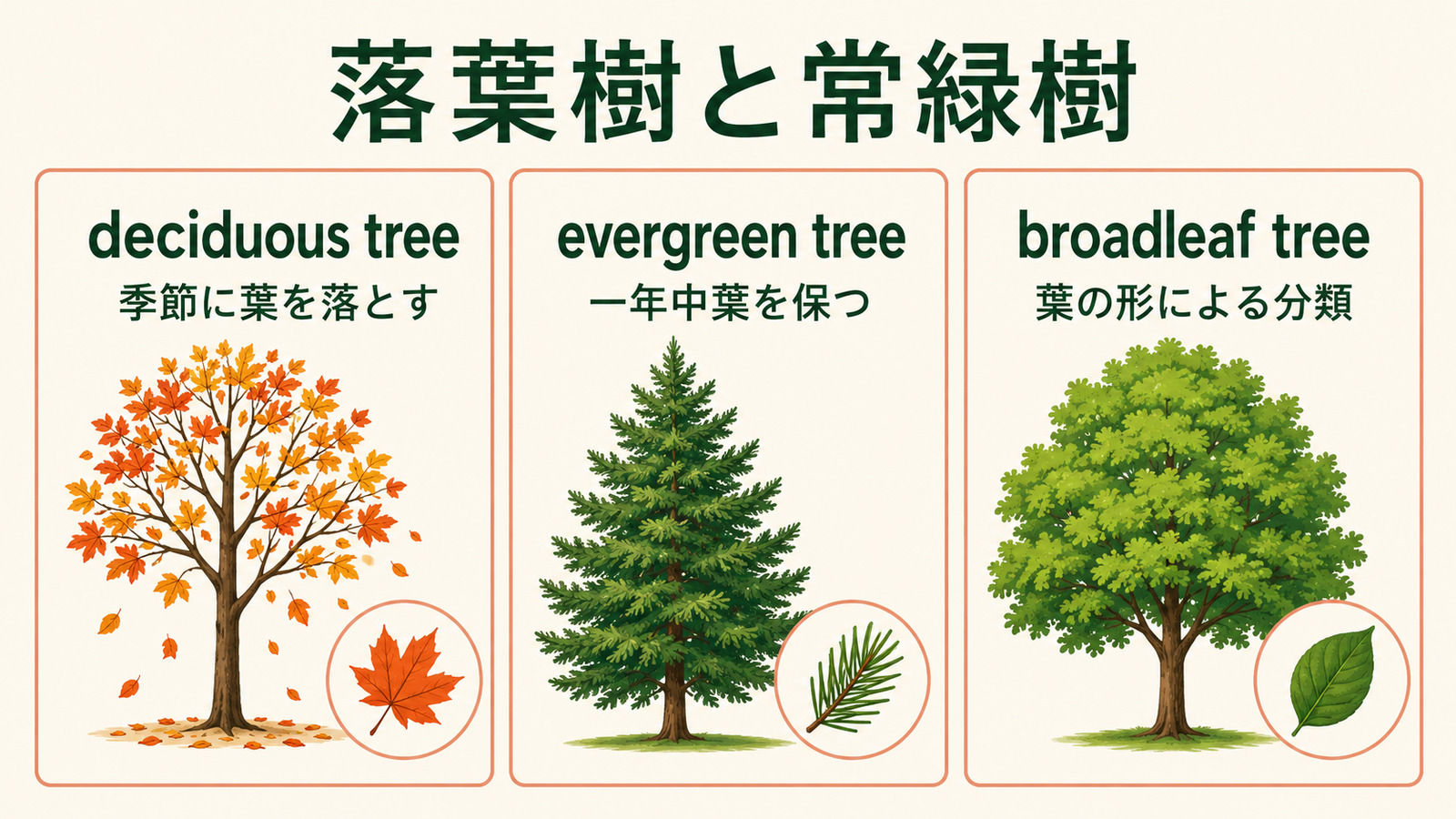 落葉樹は英語で?deciduous treeの表現の違い