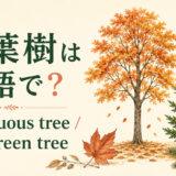 落葉樹は英語で?deciduous tree