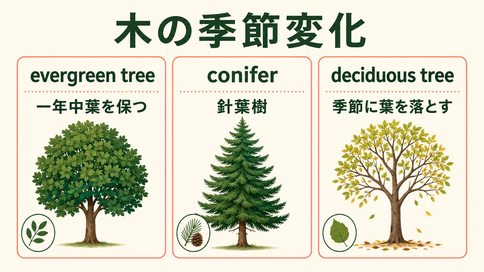 常緑樹は英語で?evergreen treeの表現の違い