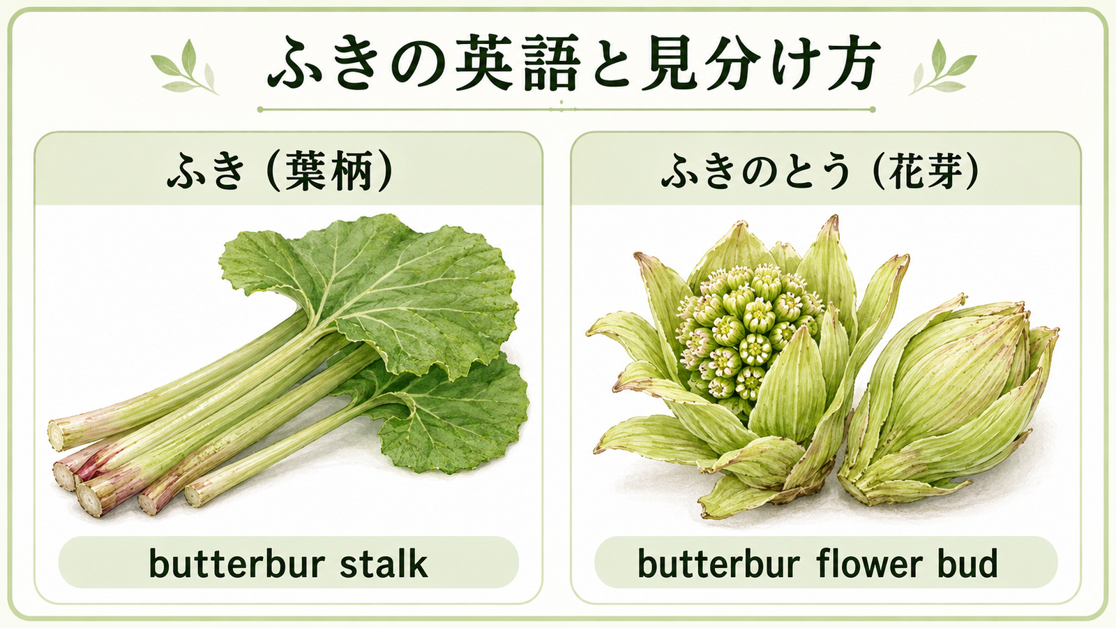 ふきと似た食材・植物の英語名を比較した教材イラスト