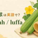 へちま、loofah、luffaの英語学習画像