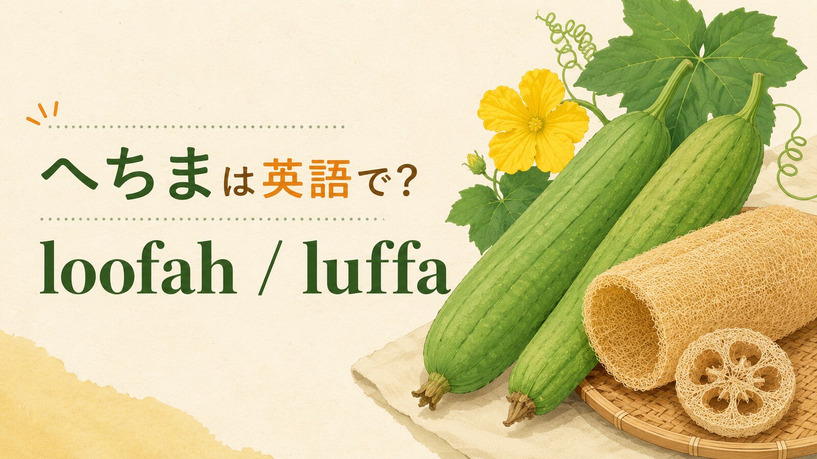 へちまは英語でloofahと表すことを紹介するアイキャッチ画像
