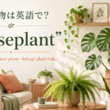 観葉植物は英語でhouseplantと紹介するアイキャッチ画像