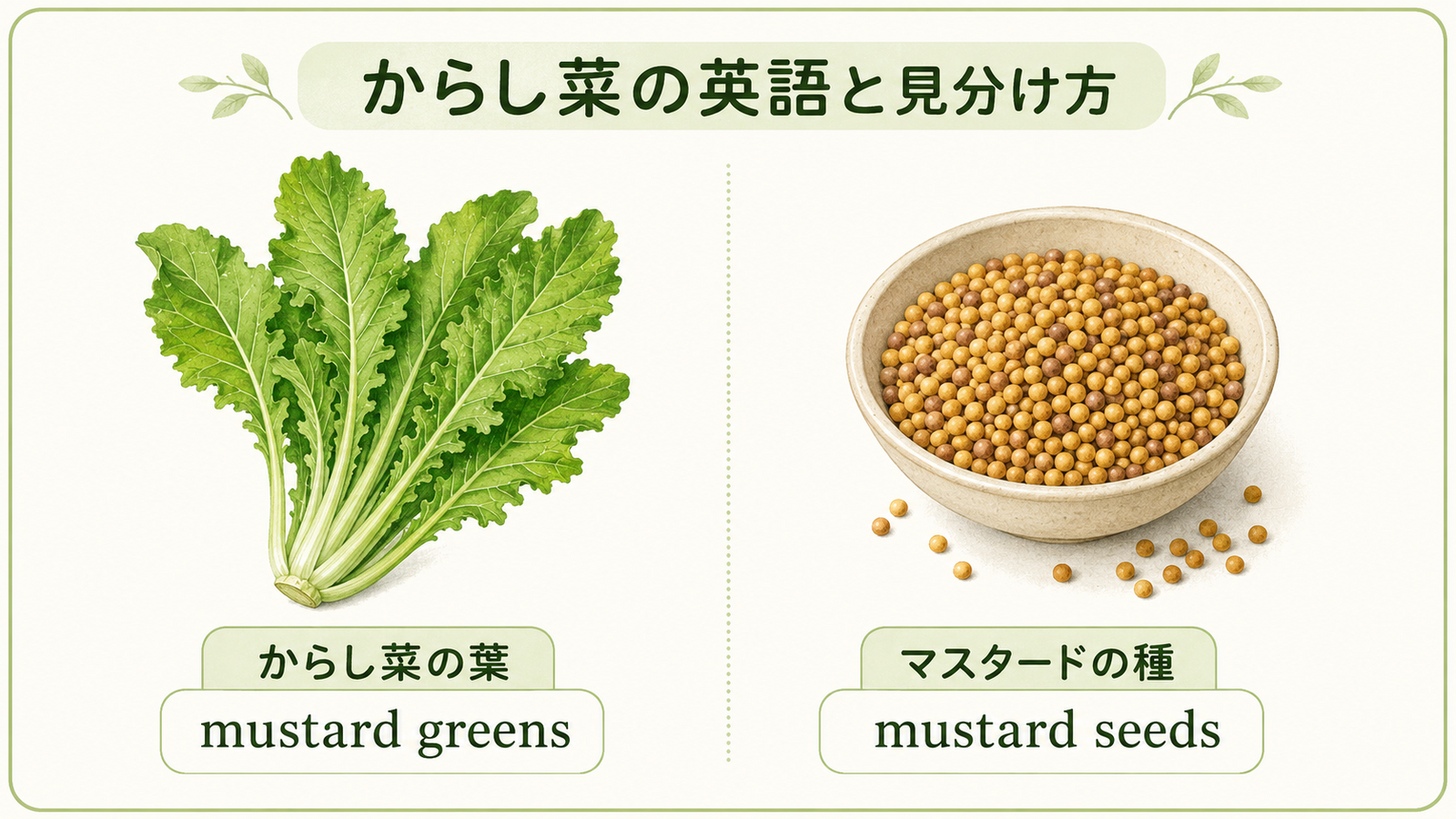からし菜と似た食材・植物の英語名を比較した教材イラスト