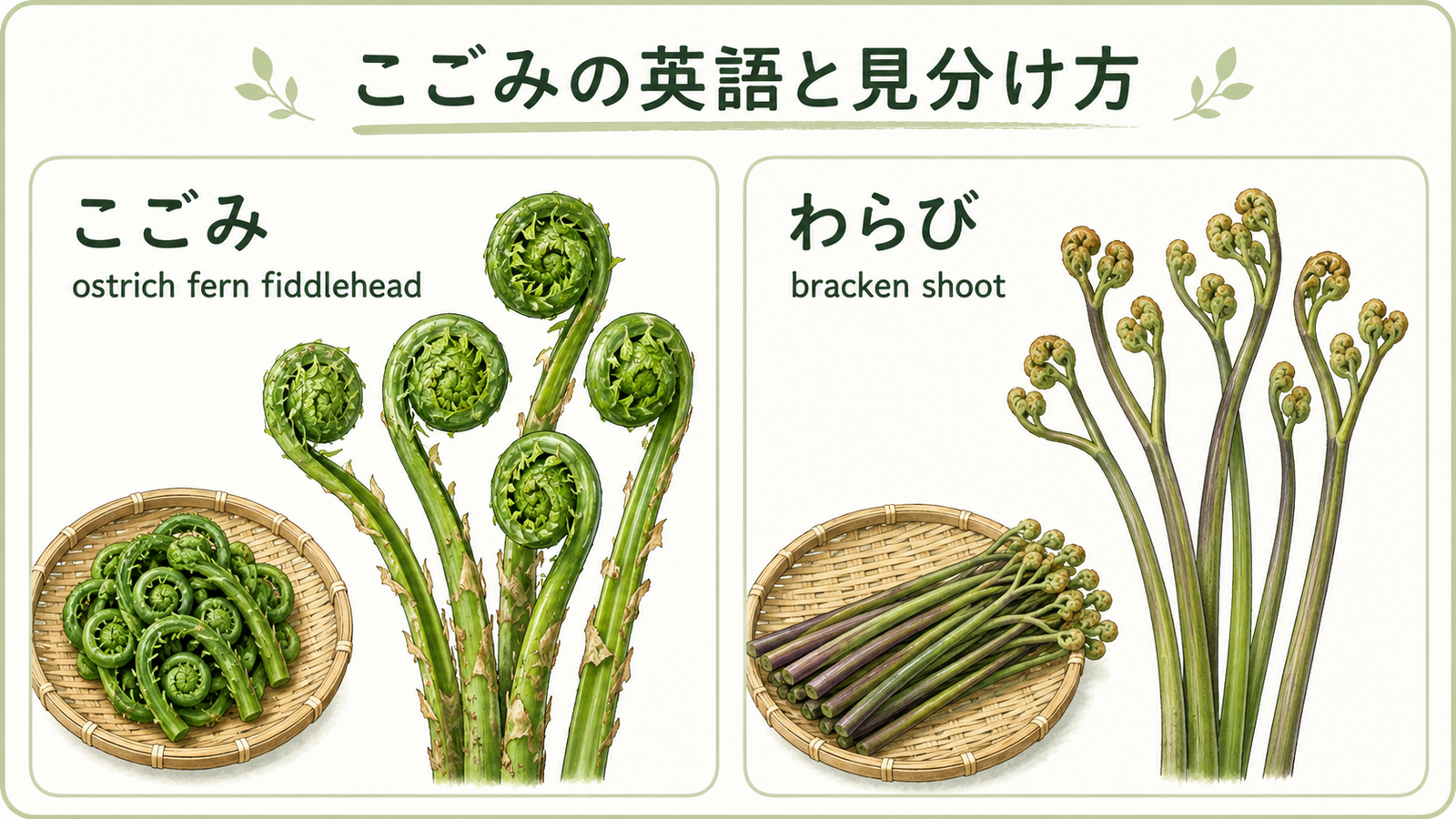 こごみと似た植物や食材の英語名を比較した教材イラスト