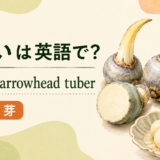 くわいとarrowhead tuberのアイキャッチ