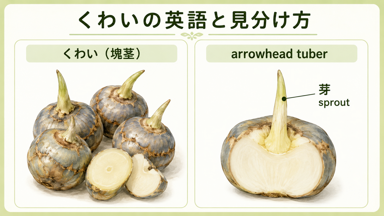 くわいと似た食材・植物の英語名を比較した教材イラスト