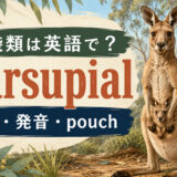 有袋類は英語で｜marsupialの意味・発音・pouch