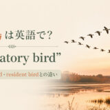 渡り鳥は英語でmigratory birdと紹介するアイキャッチ画像