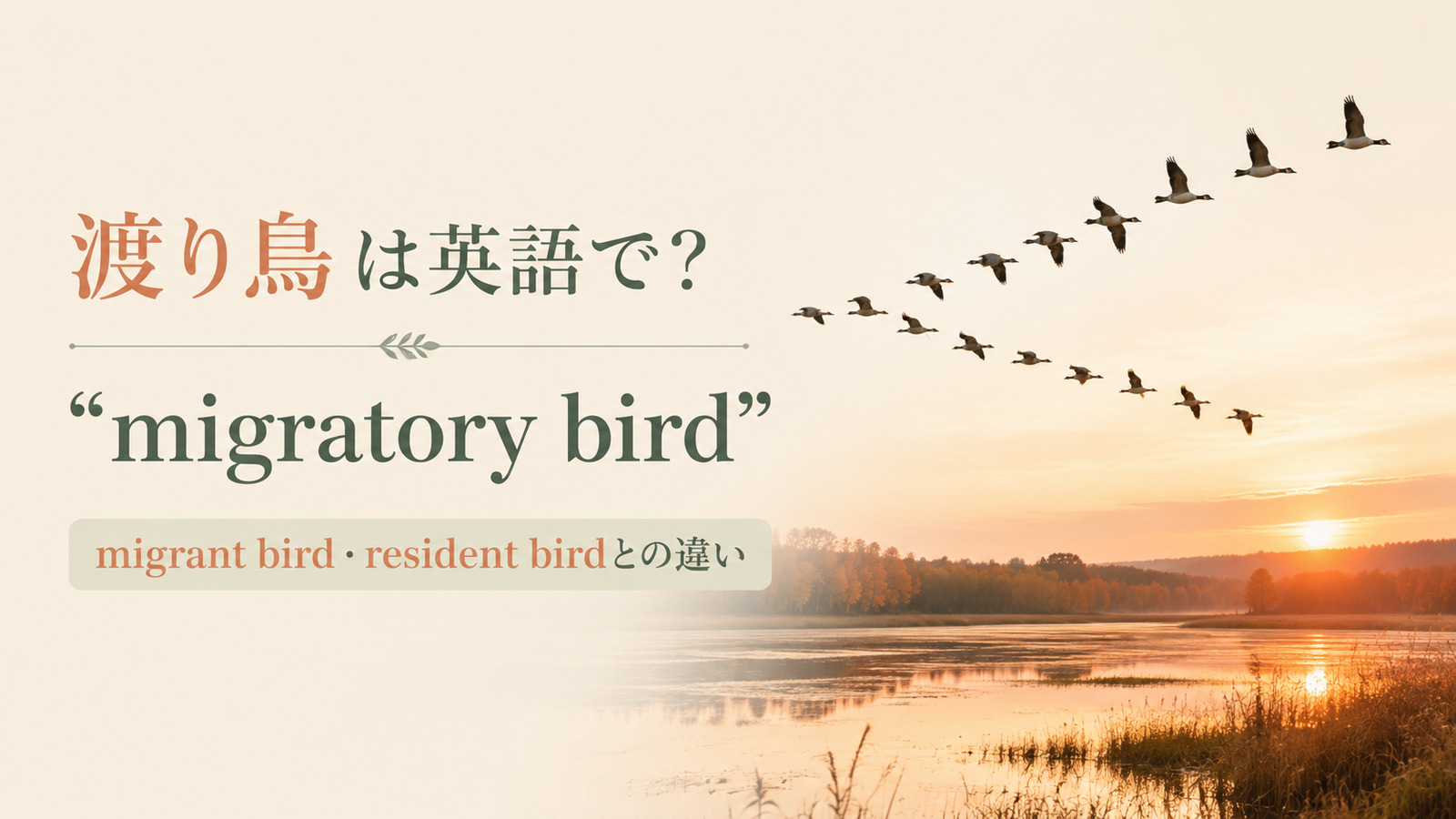 渡り鳥は英語でmigratory birdと紹介するアイキャッチ画像