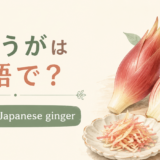 みょうがは英語でmyogaまたはJapanese gingerと示した、みょうがのアイキャッチ画像