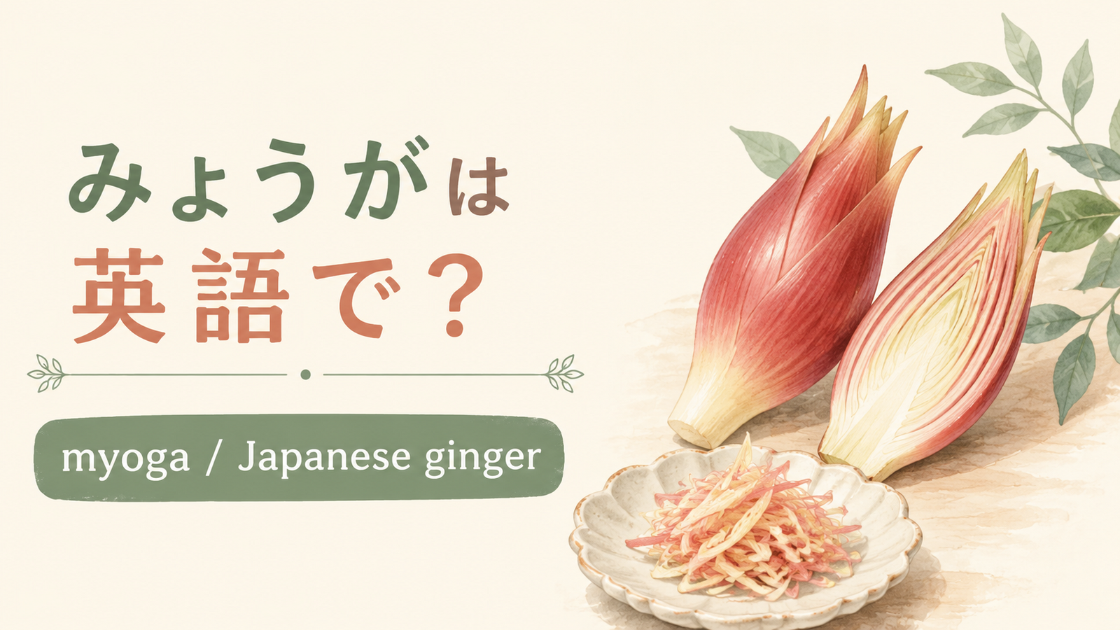 みょうがは英語でmyogaまたはJapanese gingerと示した、みょうがのアイキャッチ画像