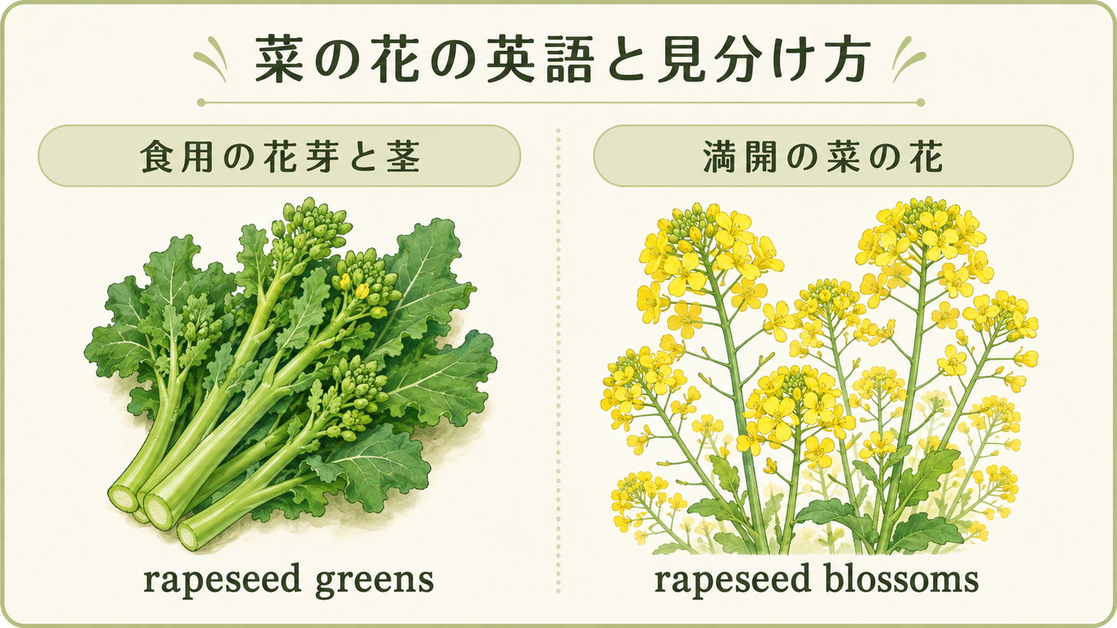 菜の花と似た食材・植物の英語名を比較した教材イラスト