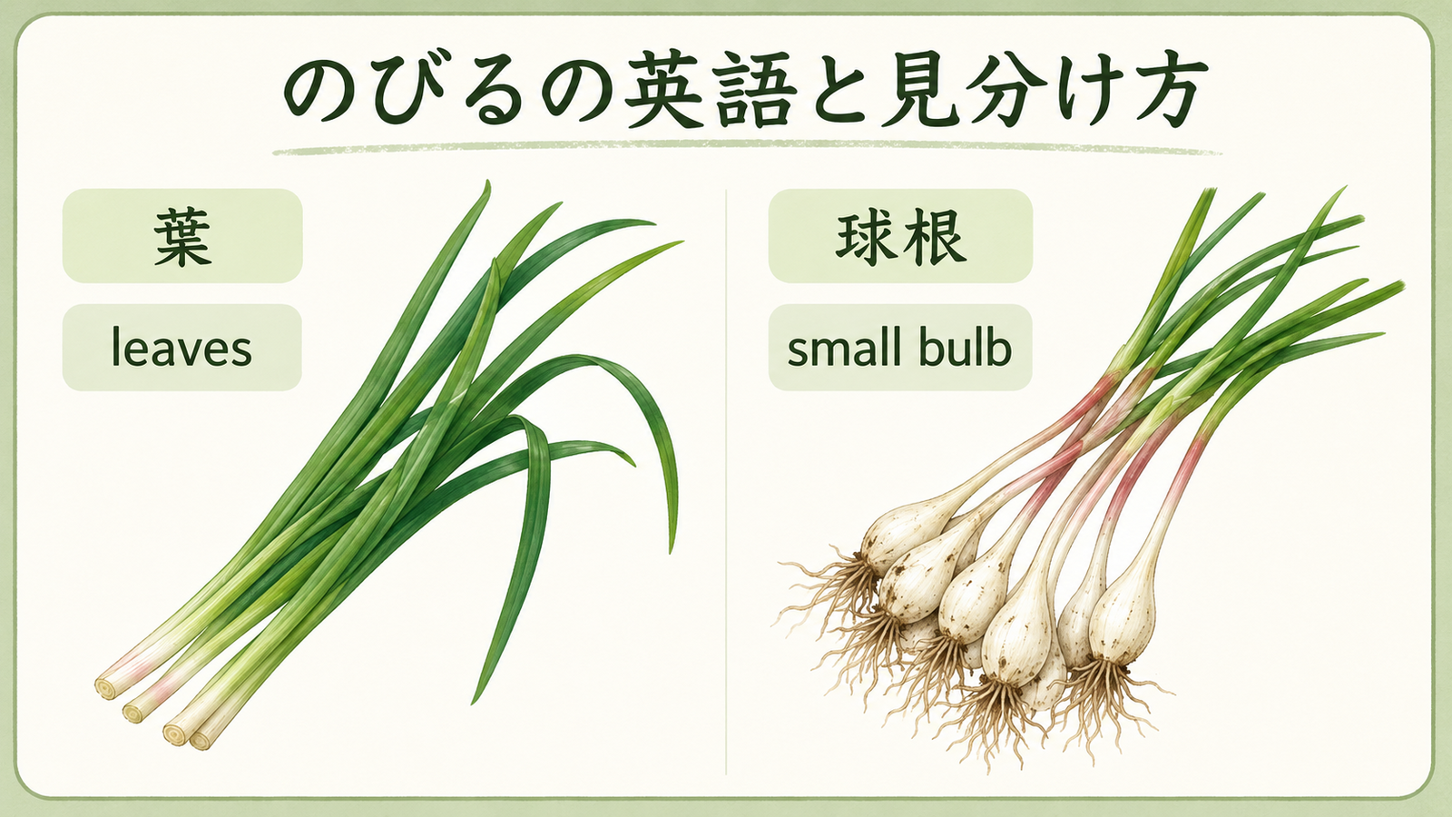 のびると似た植物や食材の英語名を比較した教材イラスト