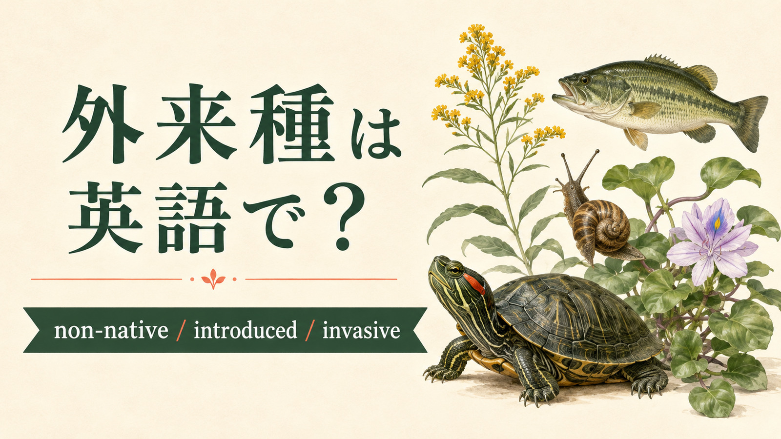 外来種は英語で？non-native species・introduced species・invasive speciesの違い