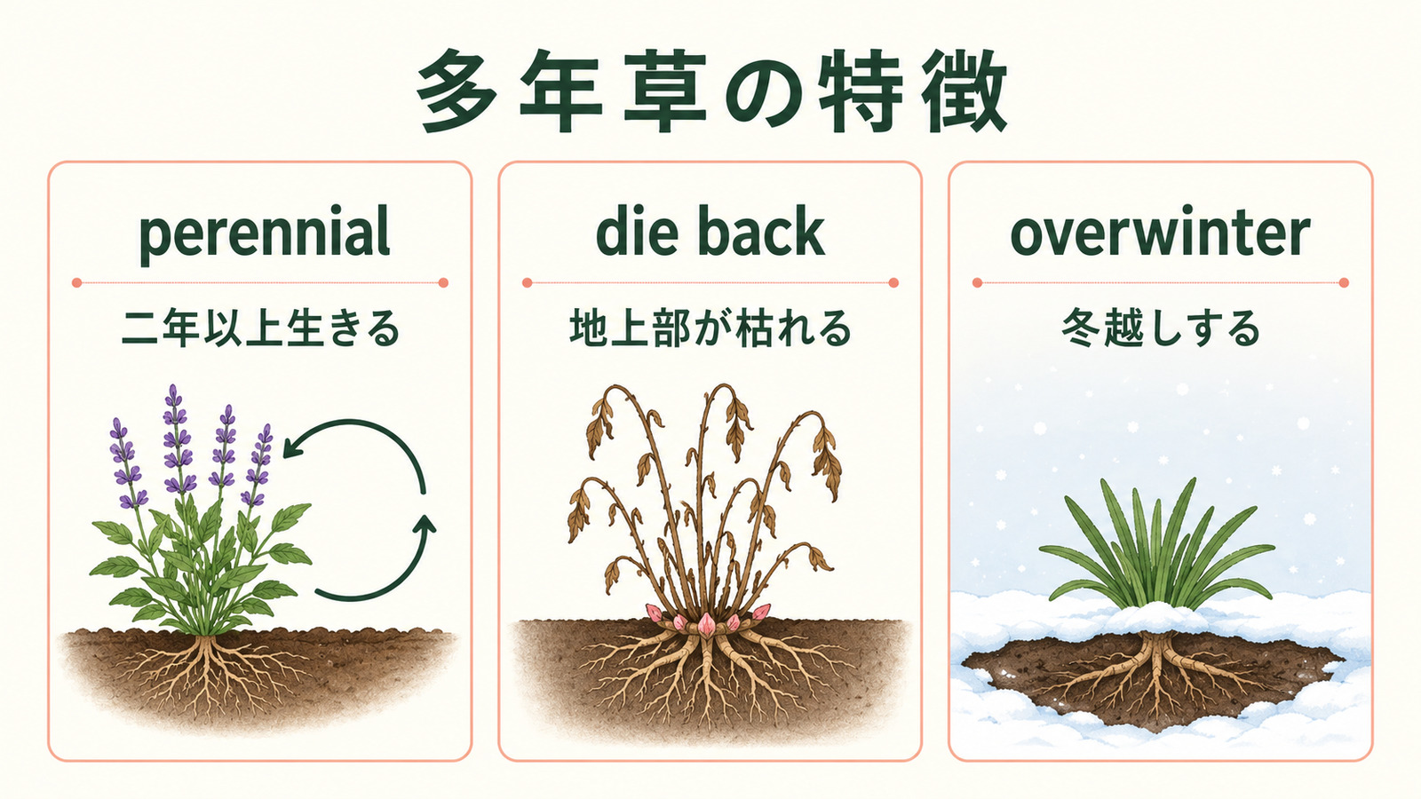 perennial・die back・overwinterの使い分け