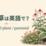 多年草を英語で|perennial plantの意味と使い方