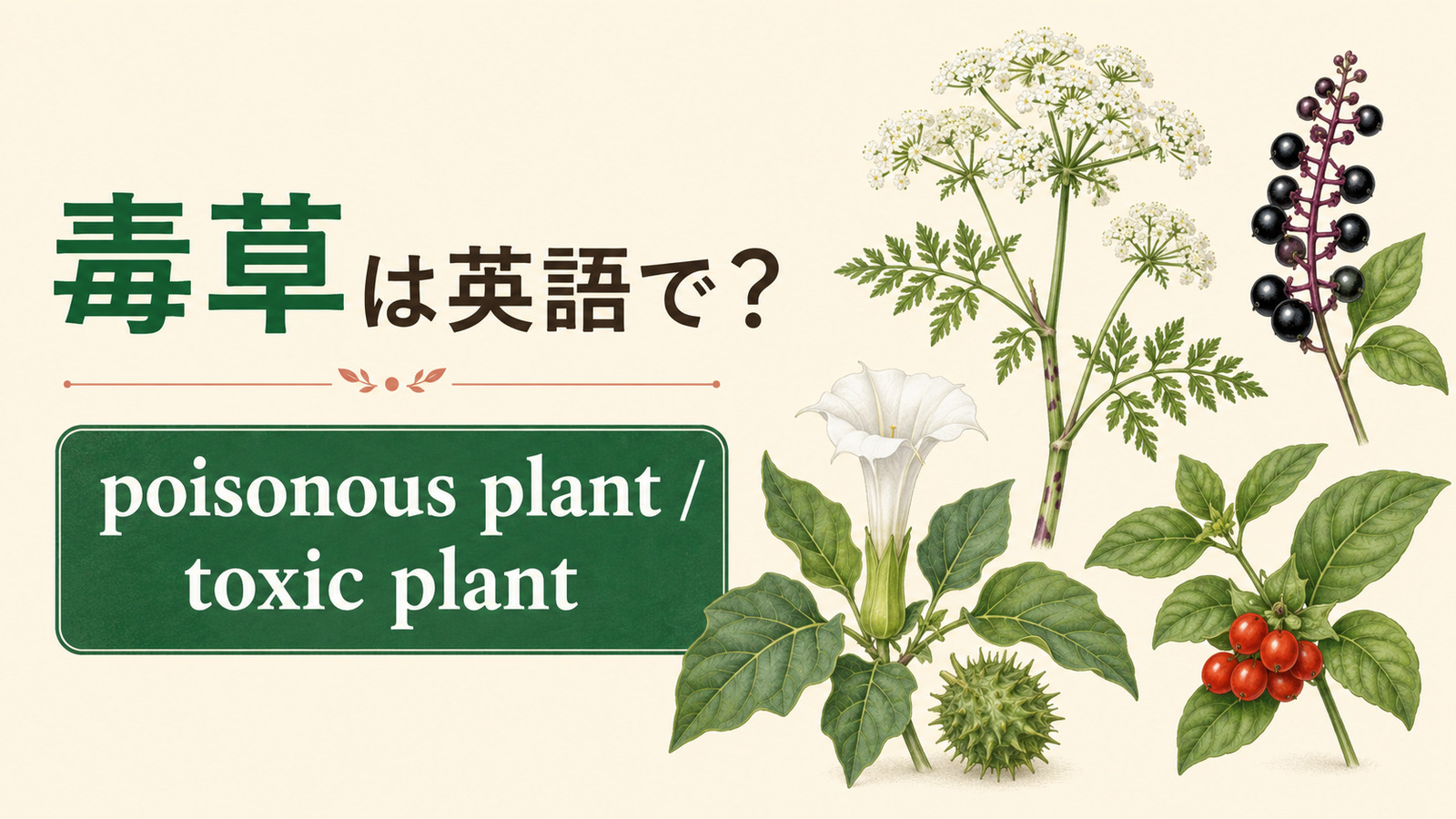 毒草を英語で|poisonous plant・toxic plantの違い