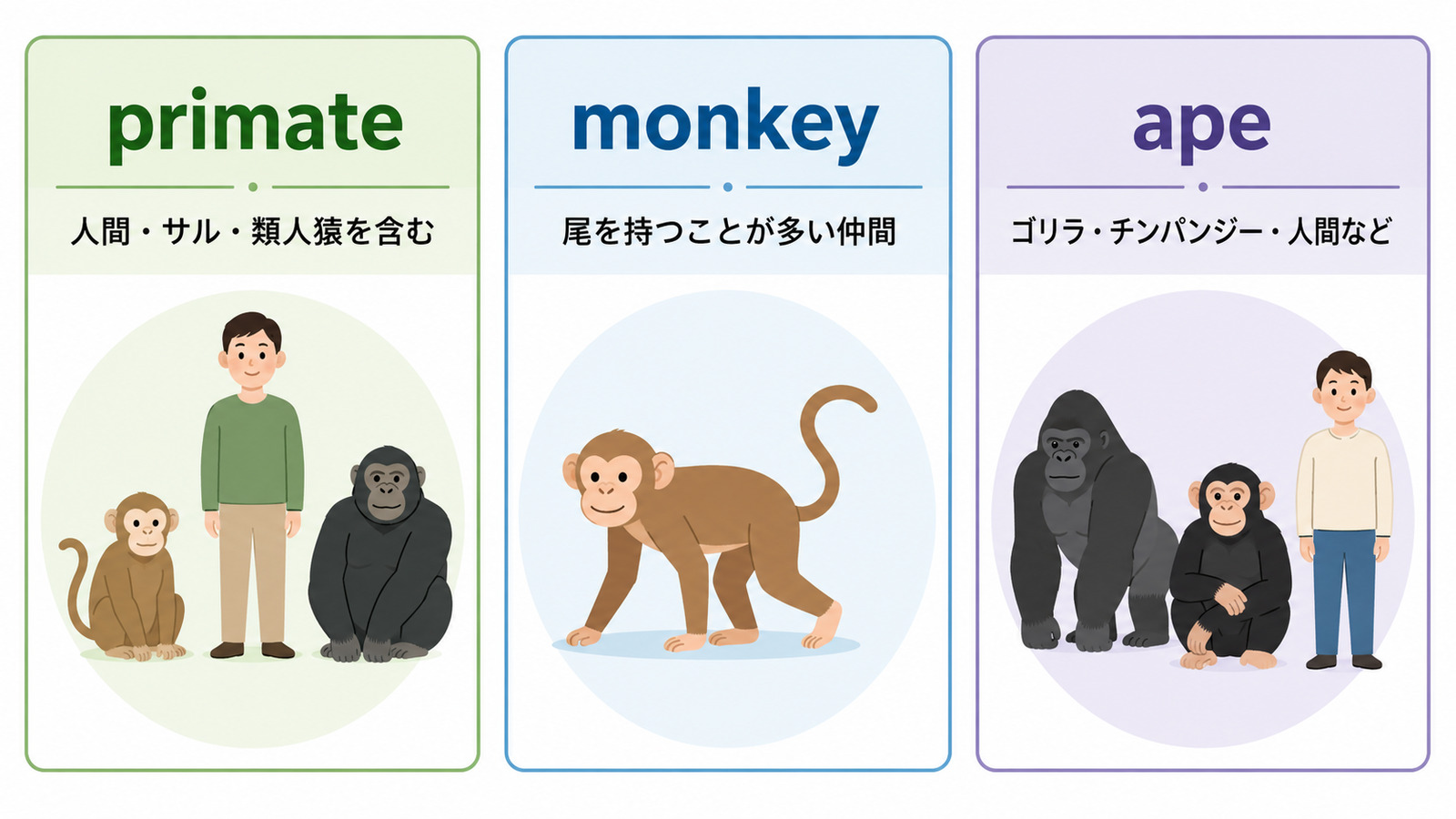 primate・monkey・apeの違い