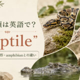 爬虫類は英語でreptileと紹介するアイキャッチ画像