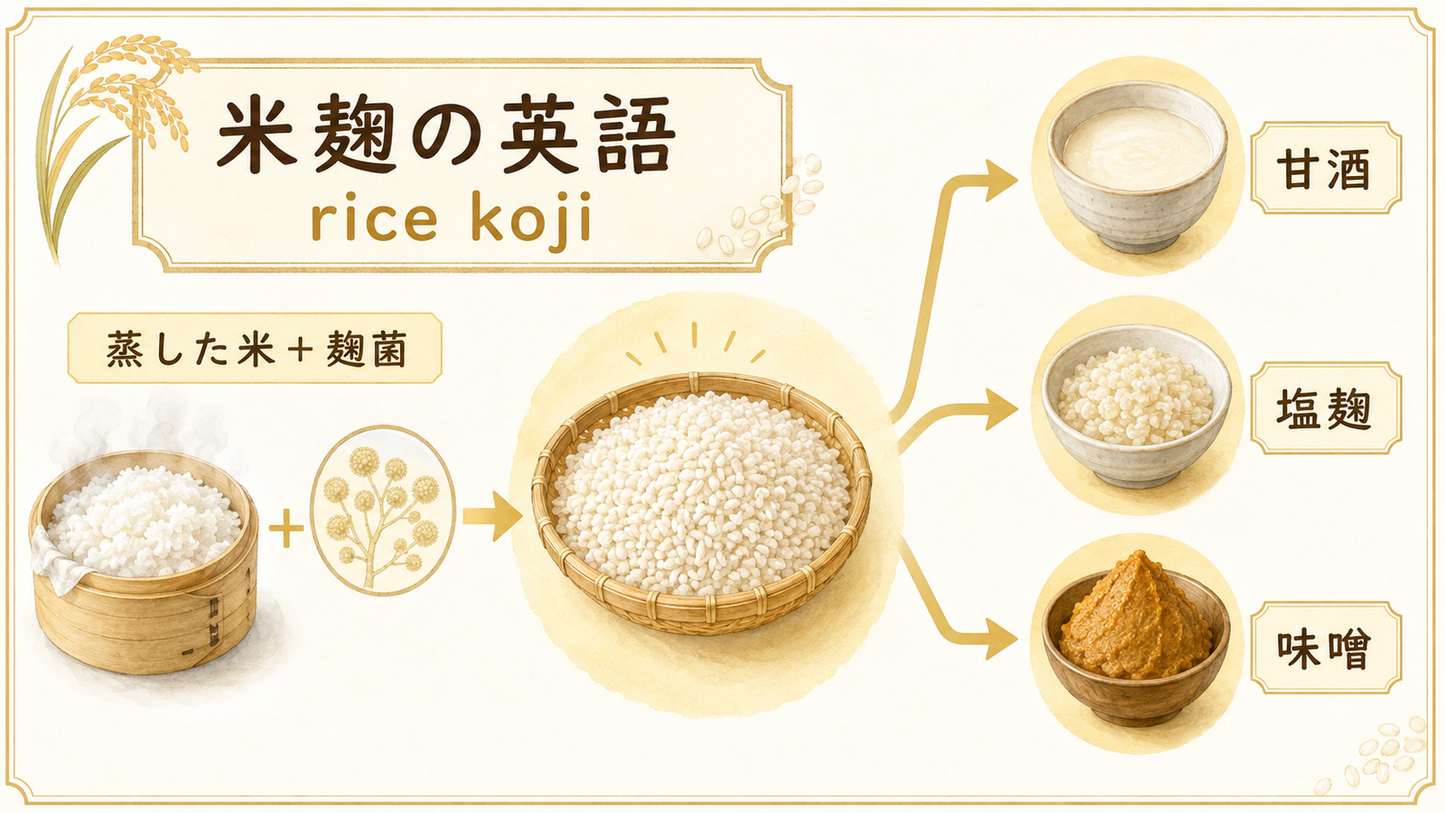 米麹の英語名と特徴を示す解説画像