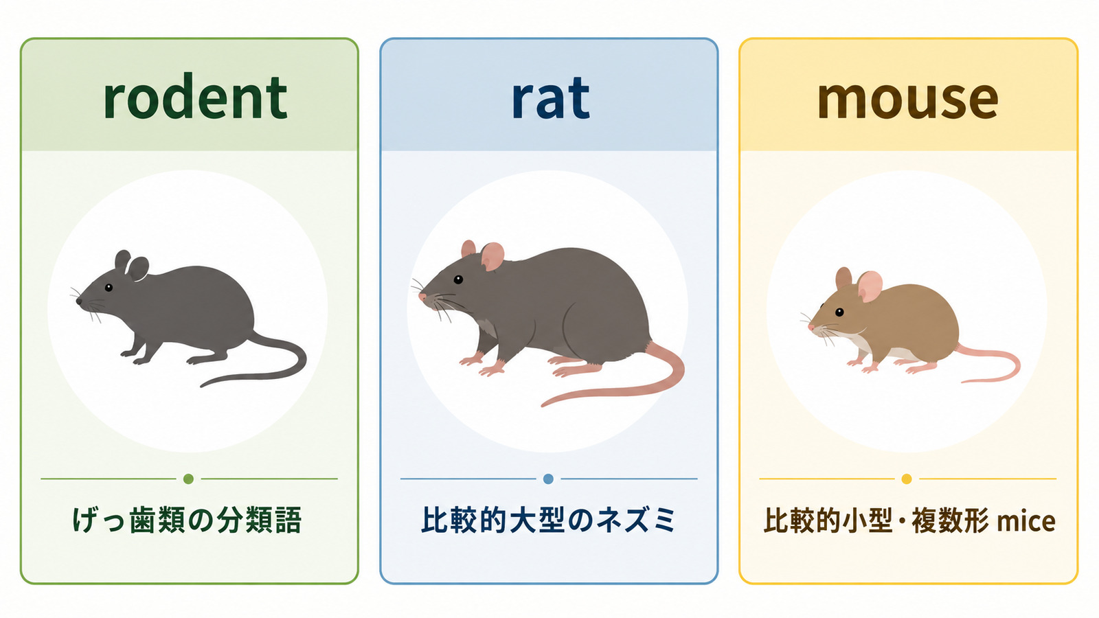 rodent・rat・mouseの違い