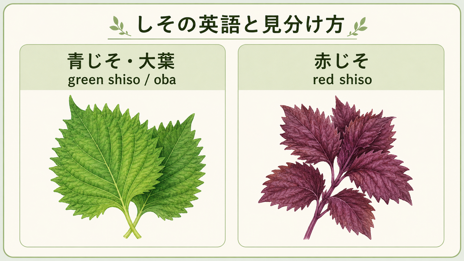 しそと似た食材・植物の英語名を比較した教材イラスト