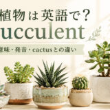 多肉植物は英語でsucculentと紹介するアイキャッチ画像
