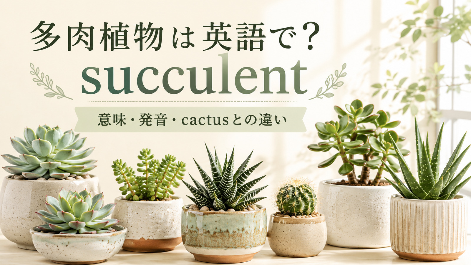 多肉植物は英語でsucculentと紹介するアイキャッチ画像