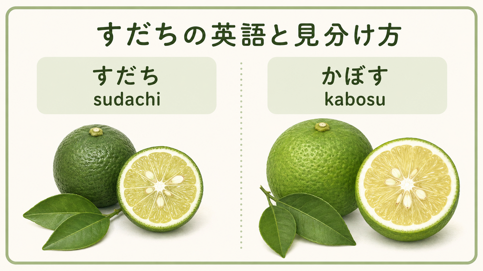 すだちと似た食材・植物の英語名を比較した教材イラスト