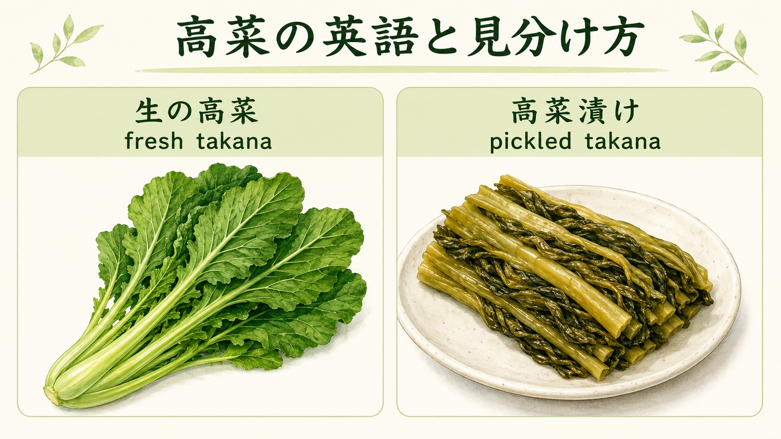 高菜と似た食材・植物の英語名を比較した教材イラスト