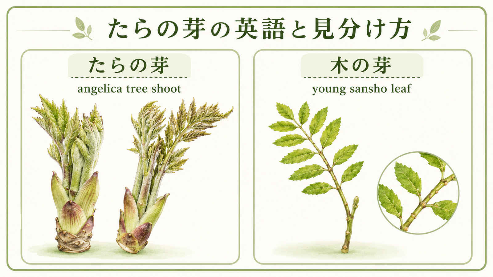 たらの芽と似た植物や食材の英語名を比較した教材イラスト