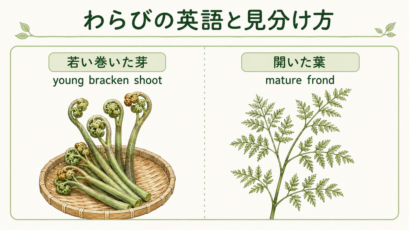 わらびと似た植物や食材の英語名を比較した教材イラスト