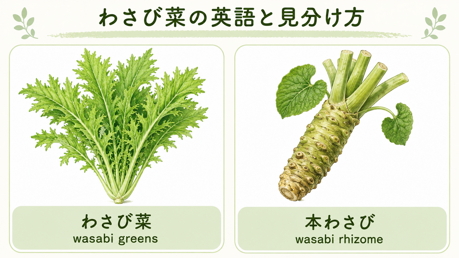 わさび菜と似た食材・植物の英語名を比較した教材イラスト