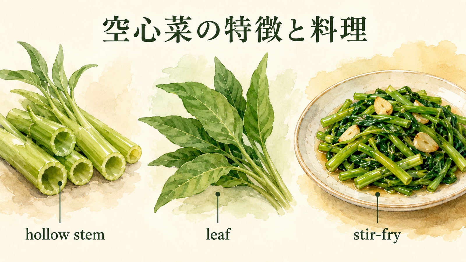 空心菜と似た食材の英語名を比較した解説イラスト