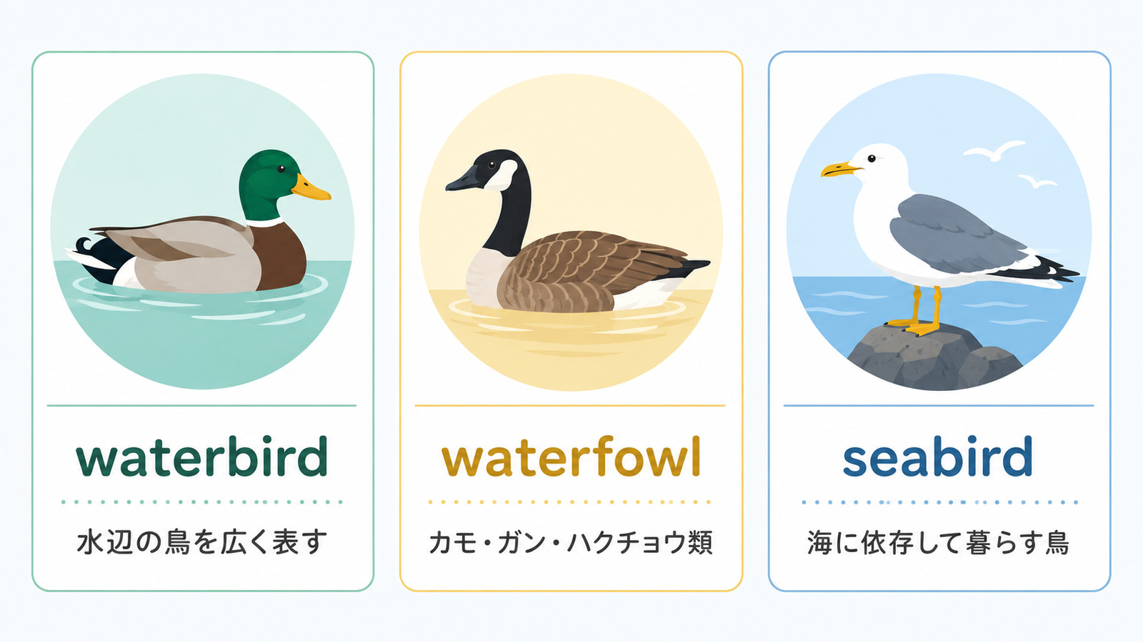 waterbird・waterfowl・seabirdの違い