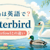 水鳥は英語で｜waterbirdとwaterfowlの違い