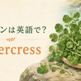 クレソン、watercressの英語学習画像