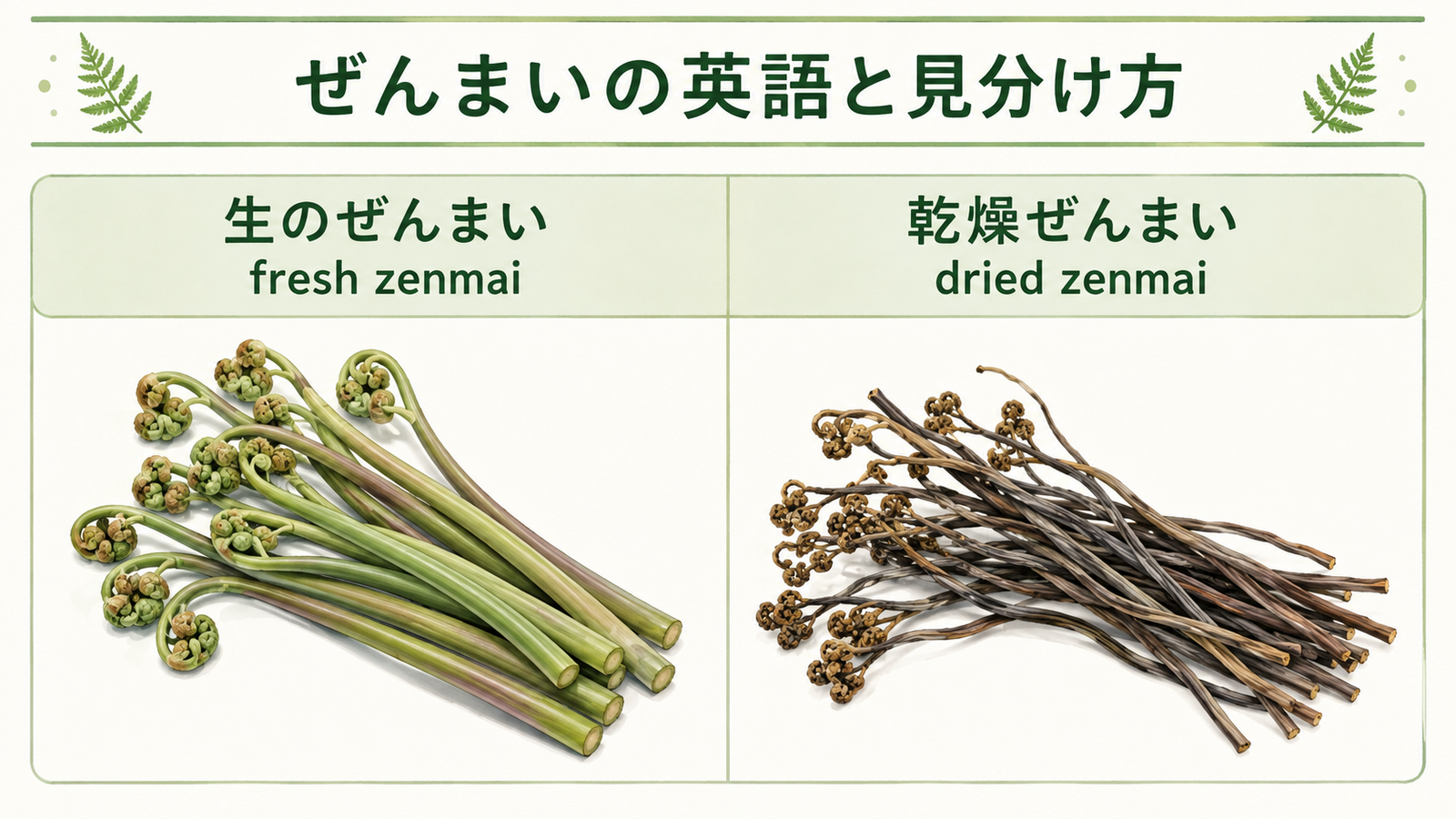 ぜんまいと似た植物や食材の英語名を比較した教材イラスト